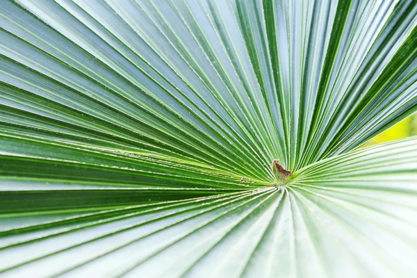 Folhas de palmeira livistona — Fotografia de Stock