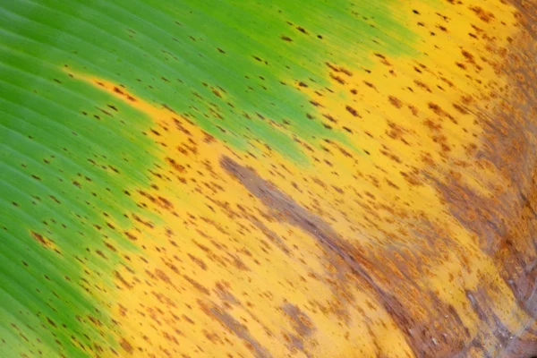 Textura de folha de banana fresca colorida Fotos De Bancos De Imagens Sem Royalties