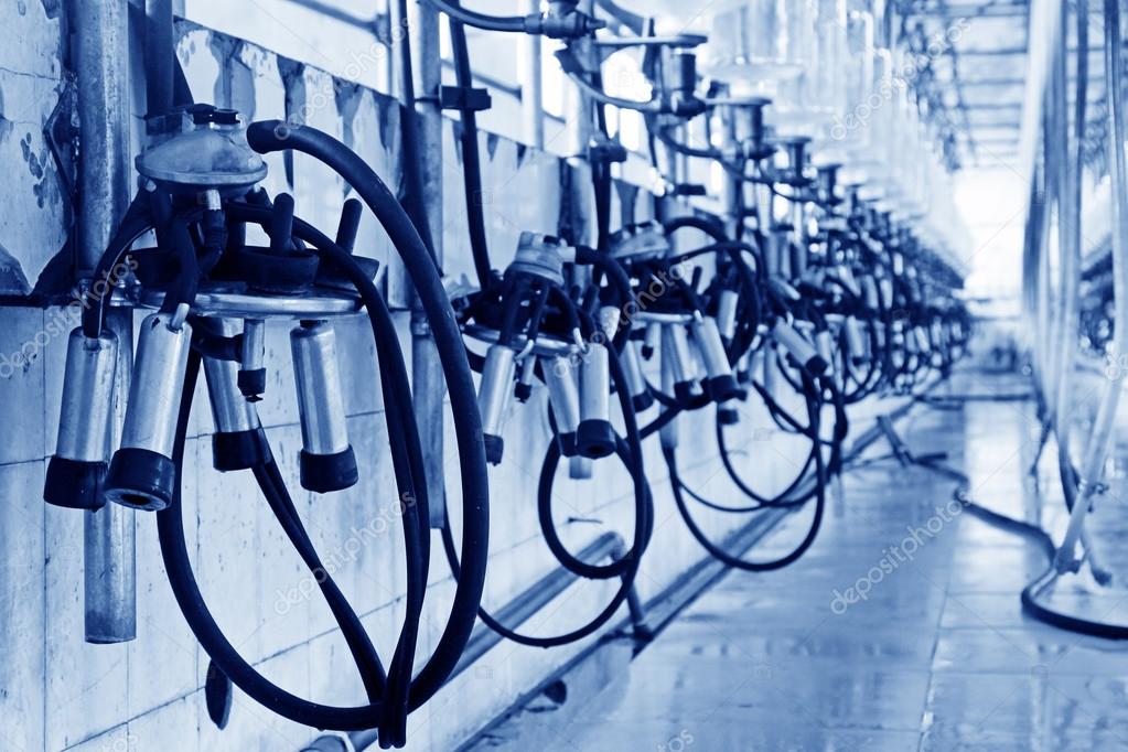 Mechanized milking equipment milking — Stock Photo