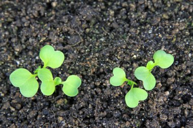 bir plantasyon içinde fidan