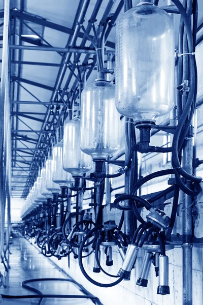 Sağım bir atölyede bardak süt depolama tankı