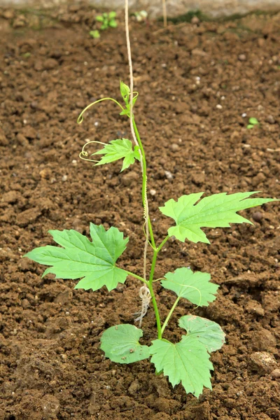 Crop seedling in a farm — Stock Photo, Image