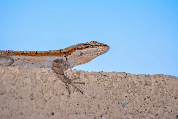 Kertenkele - duvardaki kertenkele çöl