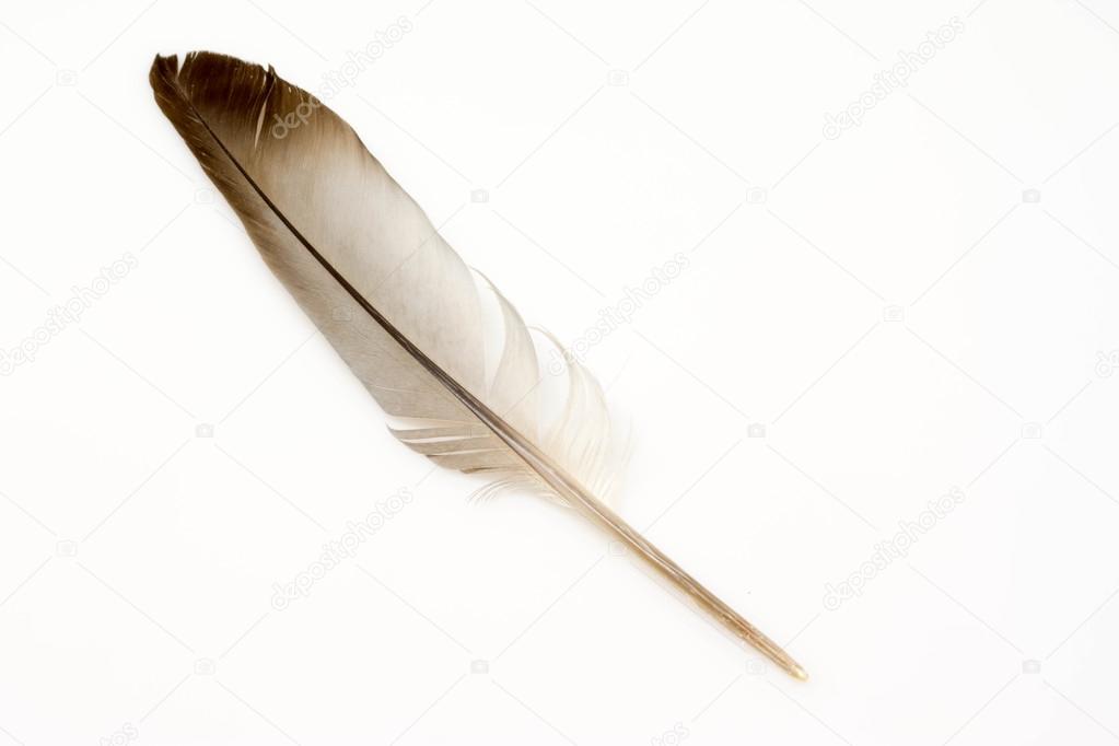 Combien Pese Une Plume D Oiseau Combien Pèse Une Plume D Oiseau - Communauté MCMS