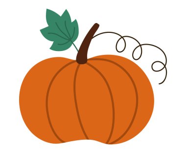 Şirin bir balkabağı. Sonbahar sebzesi. Düz turuncu kabak. Tuhaf sebze hasadı çizimi beyaz arka planda izole edilmiş. Geleneksel Şükran Günü yemeği veya Cadılar Bayramı sembolü