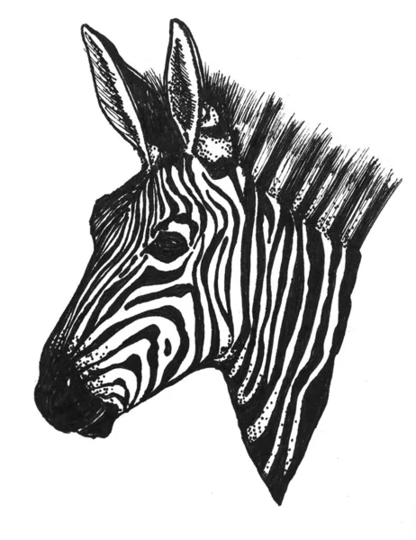 Portret Van Een Wild Afrikaans Dier Zebra Zwart Wit Hoofd — Stockvector