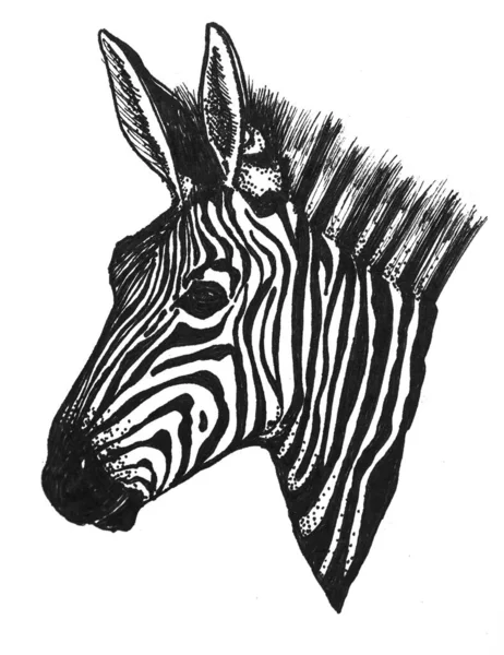 Çatallı at vektör illüstrasyonunun siyah beyaz başlıklı vahşi Afrika zebrasının portresi.