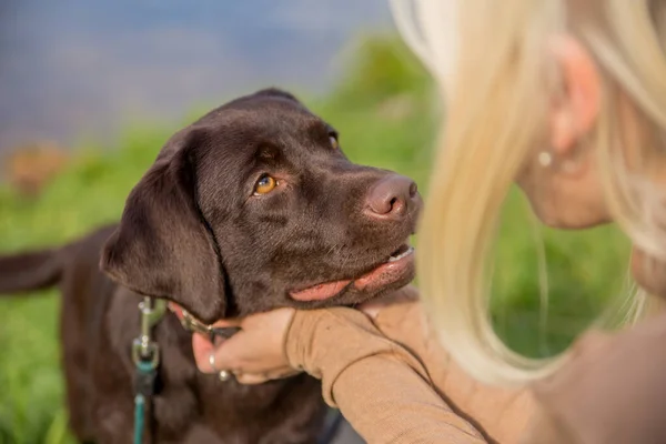 Köpek çiftleşmesi Labrador Retriever güneşli bir günde çimenlerin üzerindeki sarışın metresinin gözlerine bakar. Bir adamla köpek arasındaki aşk, güvenilen bir ilişki, sahibinin genç köpeği.