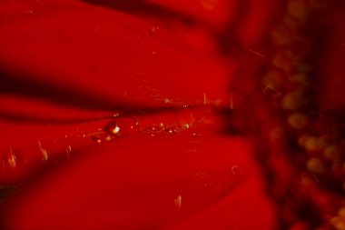 Parlak kırmızı bir çiçekte bir damla çiy, bir defter için bir örtü, bir tasarımcı için bir arkaplan