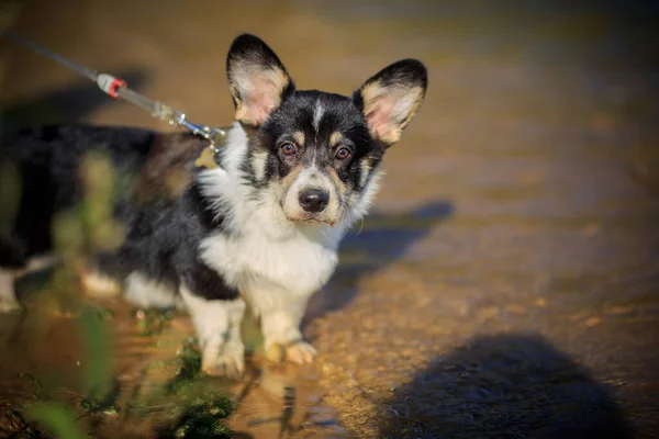 Piccolo Cucciolo Nero Della Razza Cane Corgi Gallese Erge Sulla — Foto Stock