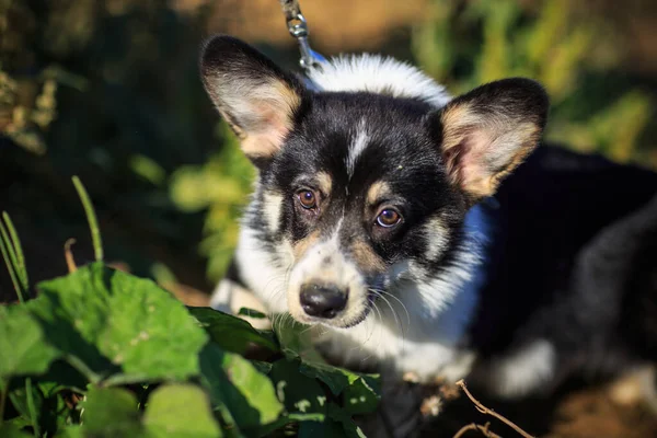 Pequeno Filhote Cachorro Preto Raça Cão Corgi Galês Fica Areia — Fotografia de Stock