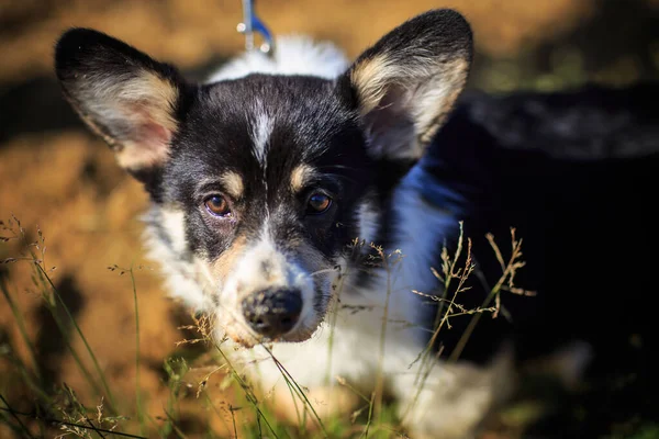 Liten Svart Valp Walesiska Corgi Hund Rasen Står Sanden Ett — Stockfoto