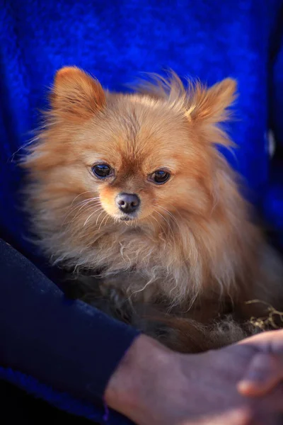 ドワーフの品種の赤い毛の小さなふわふわの犬が人の腕の中に座っています — ストック写真