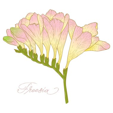 Frezya çiçeğinin soyut çizgi sanatı. Renk lekeli. Frezya çizimi. Asgari çiçek illüstrasyonu.