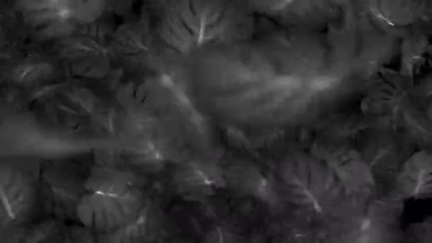 Explosión de hojas de monstera exóticas en blanco y negro. Planta tropical deja movimiento 3d animación. — Vídeo de stock