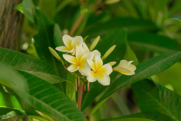 Flor de frangipani macia ou flor de plumeria na árvore de galhos no fundo borrado. — Fotografia de Stock