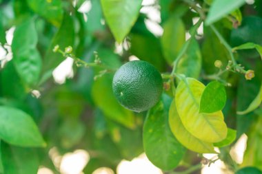 Mavi gökyüzü arka planında yeşil mandallar. Kıbrıs Mandarinleri