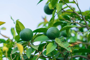 Mavi gökyüzü arka planında yeşil mandallar. Kıbrıs Mandarinleri