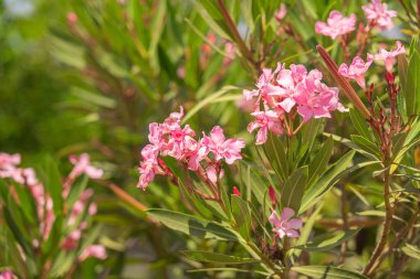 Neryum zakkum, Adelfa pembe renkli çiçekler. Zehirli yaygın olarak yetiştirilen bahçe bitkisi..
