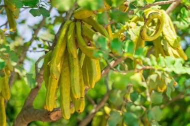 Keçiboynuzu ağacı, yeşil karabataklar ve yumuşak bir odak ile yapraklar