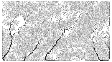 Büyüme düzeni. Üretici dallanma yapısı. Organik damar dokusu ağı.
