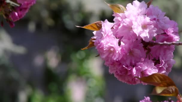 Flor de cereja flores árvores Sakura japonesas. Em Nikitsky Jardim Botânico na Crimeia, Ucrânia — Vídeo de Stock