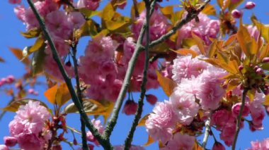 Kiraz çiçekleri Japon Sakura ağaçları. Kırım, Ukrayna 'daki Nikitsky Botanik Bahçesinde