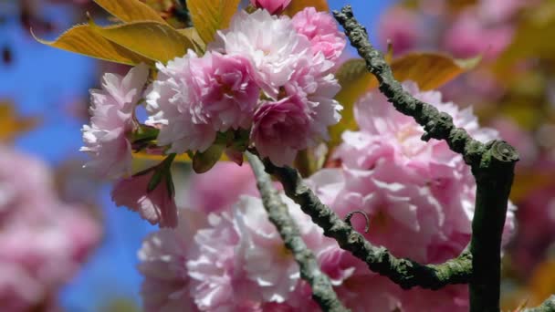 Körsbärsblomma blommar japanska Sakuraträd. I Nikitskijs botaniska trädgård i Krim, Ukraina — Stockvideo