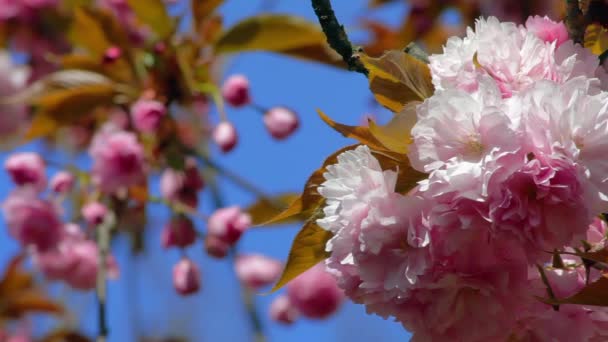 Вишневые соцветия японских деревьев сакуры. В Никитском ботаническом саду в Крыму — стоковое видео