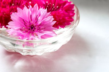 Hafif bir arka plan üzerinde cam vazoda pembe ve kırmızı Peygamber tomurcukları