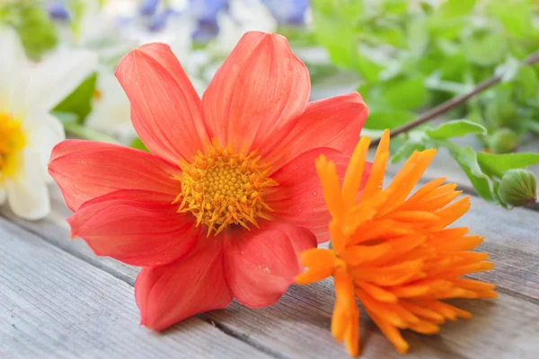 Красный цветок георгины и цветок оранжевого календаря на деревянном столе в саду в солнечный день Лицензионные Стоковые Фото