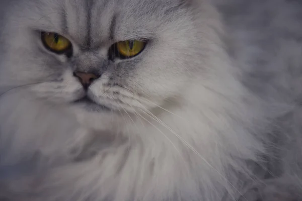 Esta Foto Única Muestra Gato Chinchilla Persa Gris Mintiendo Relajándose — Foto de Stock