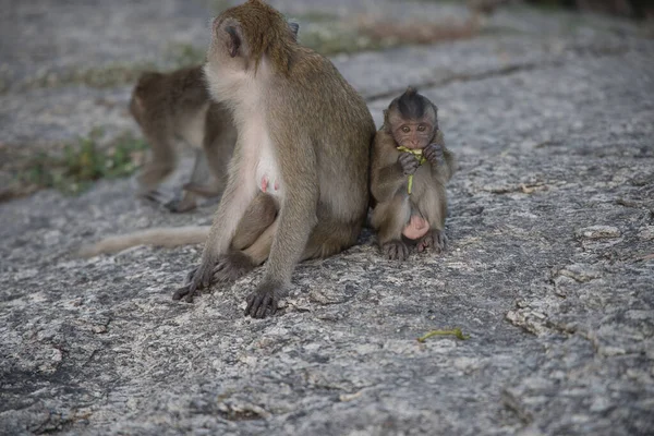 このユニークな写真は彼女の小さな赤ちゃんと母猿を示しています 赤ちゃん猿が食べてる タイの野生動物です — ストック写真