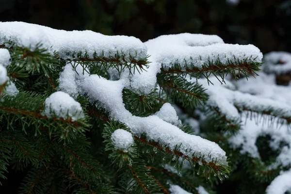 Nature and weather concept. White snow lies on the green branches of the spruce.