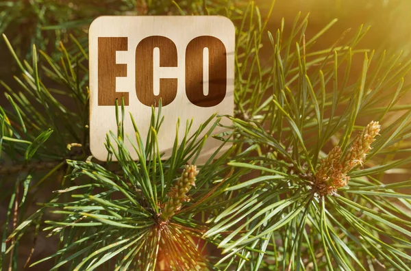 Ekologický Koncept Mezi Borovicovými Větvemi Cedule Nápisem Eco — Stock fotografie