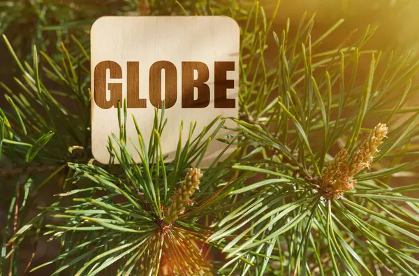 Экологическая Концепция Среди Сосновых Ветвей Знак Надписью Globe — стоковое фото