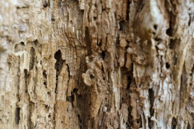 Dokular. Delikli eski ahşap dokusu.