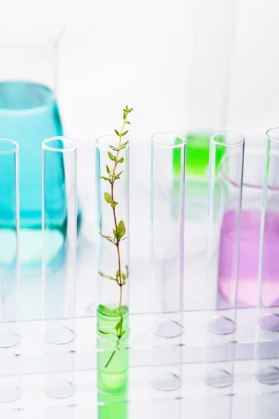 Genetically modified plant — Stock Photo, Image