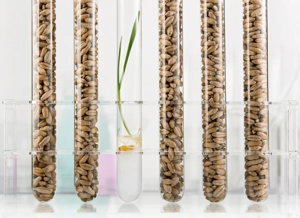 Genetiskt modifierade vete — Stockfoto