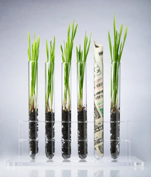 Genetically modified plants costs — Stock Photo, Image