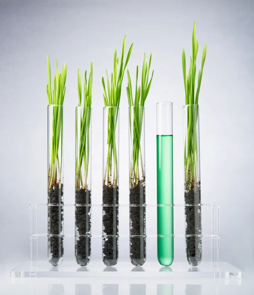 Genetically modified wheat — Stock Photo, Image