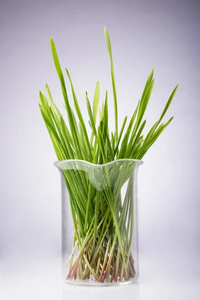 Vers maaien tarwe gras — Stockfoto