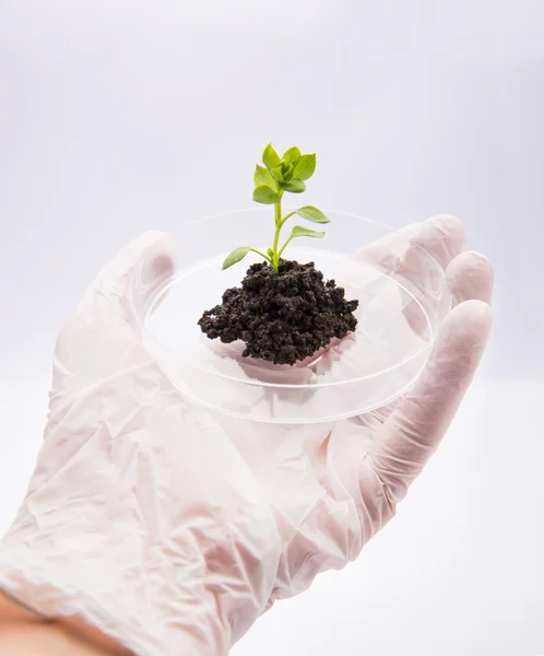 Genforschung — Stockfoto