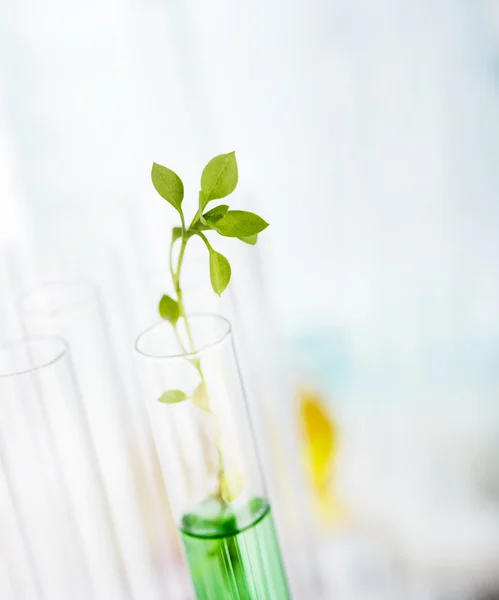 Análisis de laboratorio de la planta — Foto de Stock