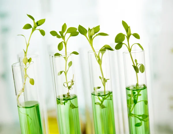 Laboratory analysis of plant — Stock Photo, Image