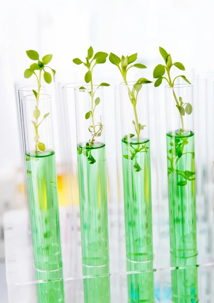 Analisi di laboratorio delle piante — Foto Stock