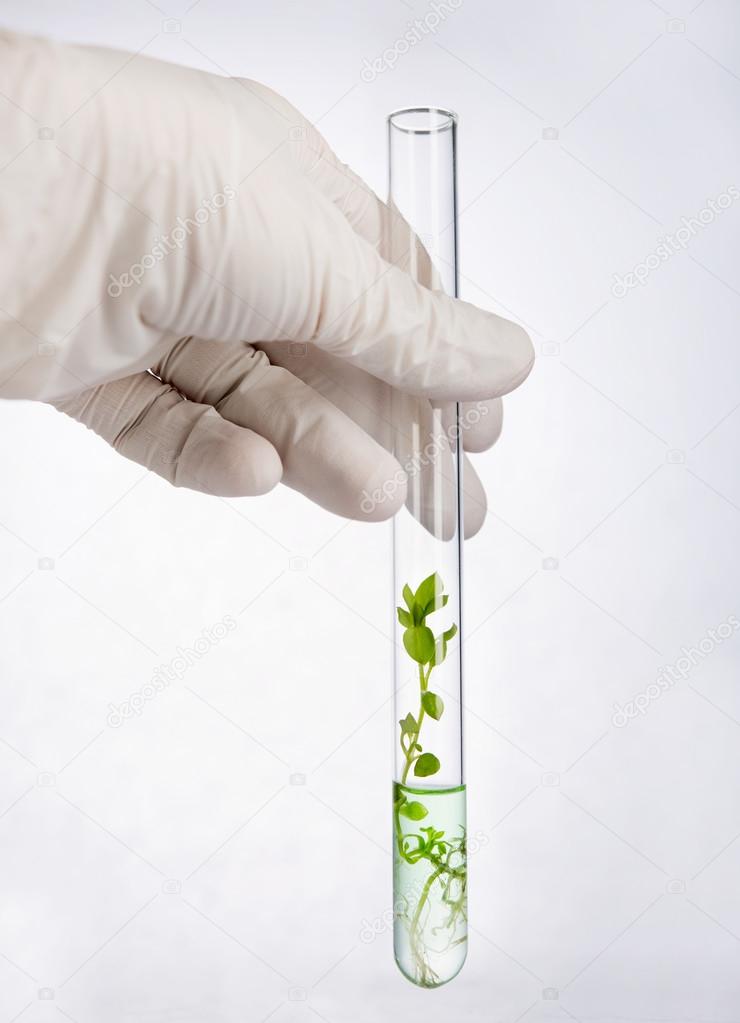 Hand holding test tube with seedling