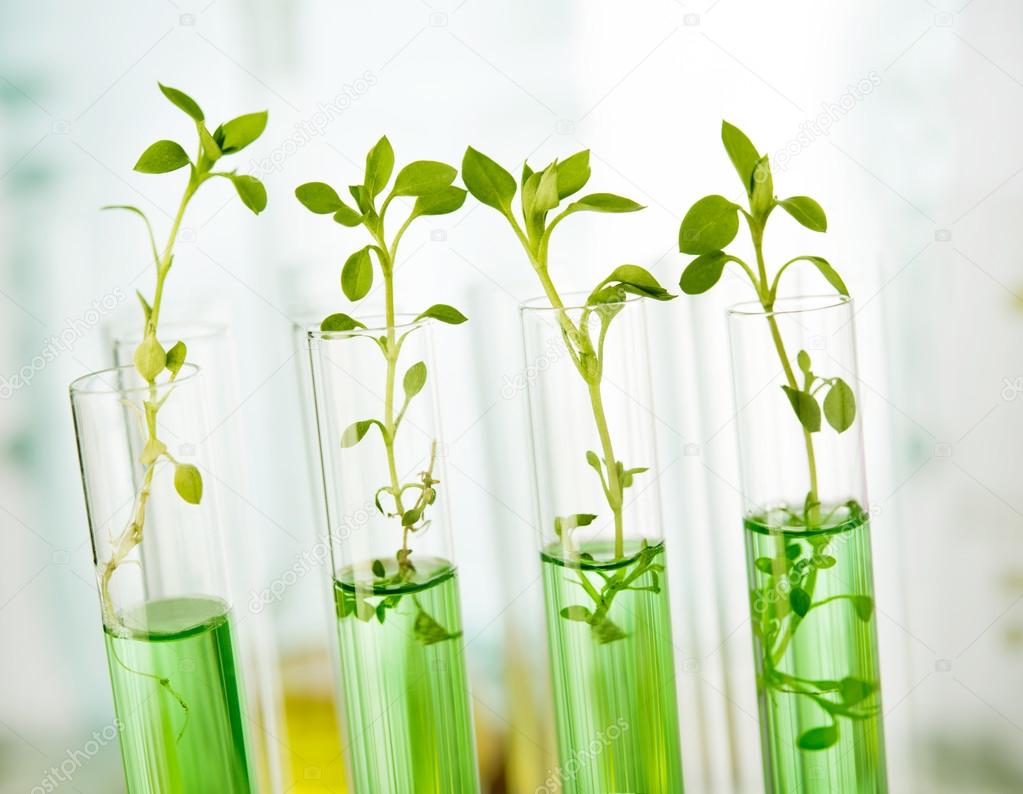 Laboratory analysis of plant Stock Photo by ©pogonici 68706489