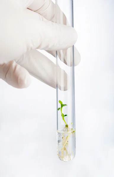 Laboratory analysis of plant — Stock Photo, Image