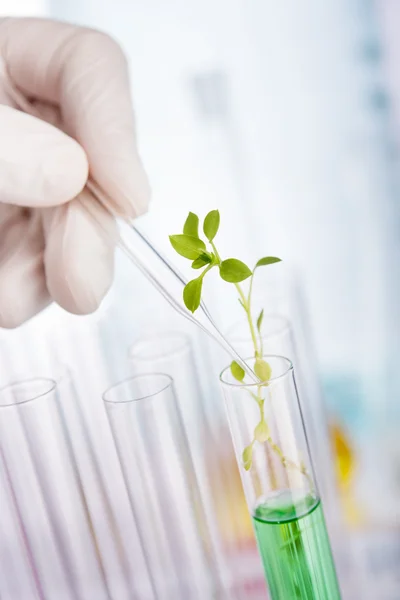 Investigação química vegetal — Fotografia de Stock